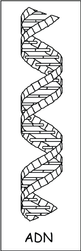 ADN